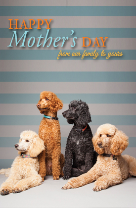 Happy Mother's Day - Dog