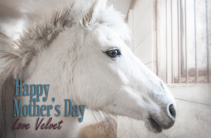 Happy Mother's Day - Horse