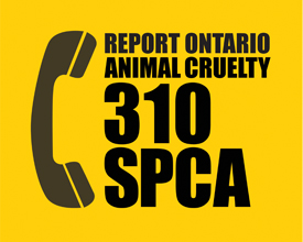Report Cruetly 310SPCA