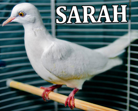 Sarah the Dove