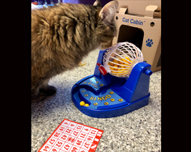 Cat playing Bingo