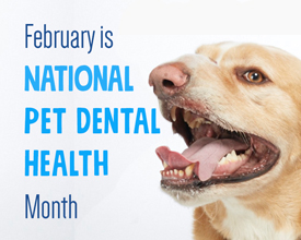 Dental health month