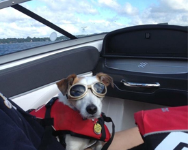 Dog in Boat