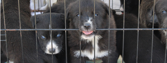 Puppies transfered from First Nations