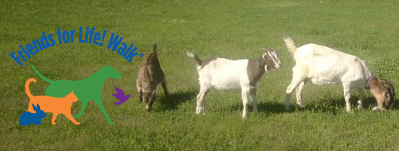 FFLW Goats