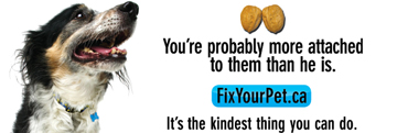 Fix Your Pet