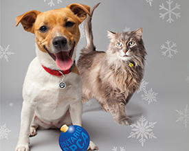Holiday Pet pIctures
