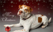 Holiday Card for Paws &amp; Give