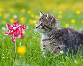 Huron-kitten-garden.jpg