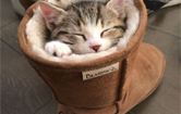 Kitten in Boot