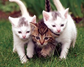 Kittens in Grass