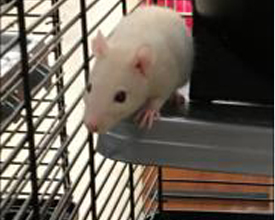 Orillia Rat