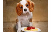 Dog eating spaghetti