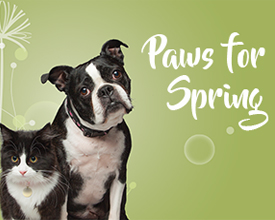 PAws for Spring Barrie Fun Day