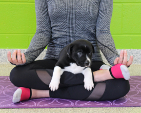 yoga with puppy