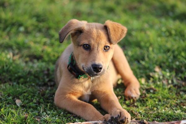 Puppy-nutrition-.png