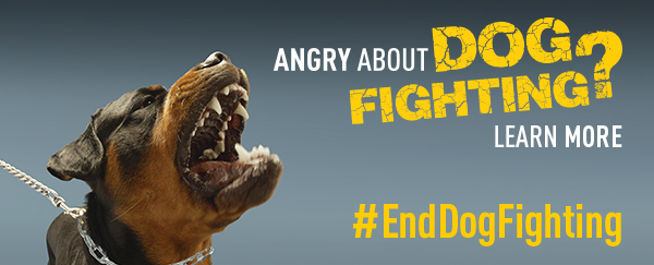 #End Dog Fighting - Learn More