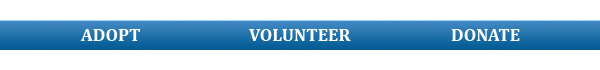 newshound-adopt-volunteer-donate-headers.jpg