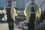 OSPCA agents carrying cage